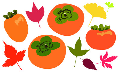 Set of autumn leaves and persimmons vector illustrations isolated on the white background