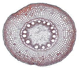 root - cross section cut under the microscope – microscopic view of plant cells for botanic...