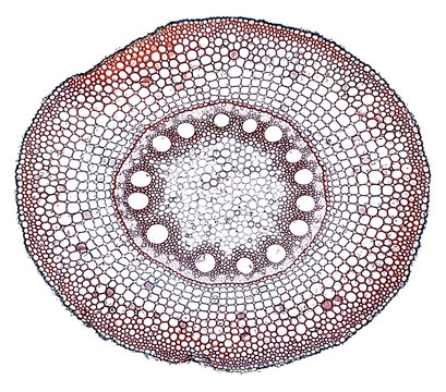 root - cross section cut under the microscope – microscopic view of plant cells for botanic education
