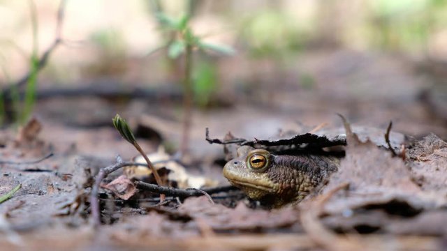Bufo bufo or European toad sitting in spring forest