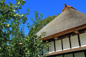 北海道札幌のリンゴ園の風景