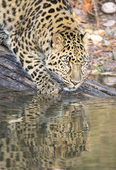 Amur Leopard