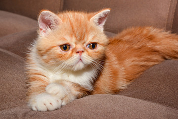 Little kitten exotic breed color red marble lying on the couch 