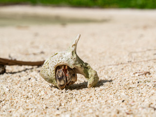 Hermit crab in a large shell