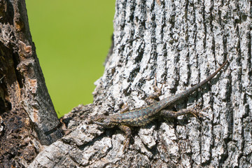 blue belly fence lizard on a tree trunk