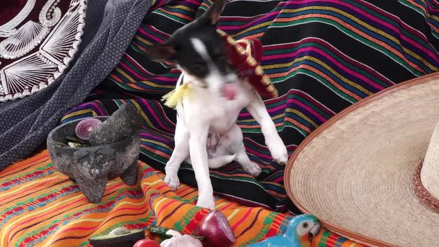 Cute chihuaha puppy with mexican sombrero and molcajete