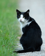 Naklejka na ściany i meble A male black and white colored cat