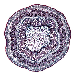 willow stem - cross section cut under the microscope – microscopic view of plant cells for botanic education