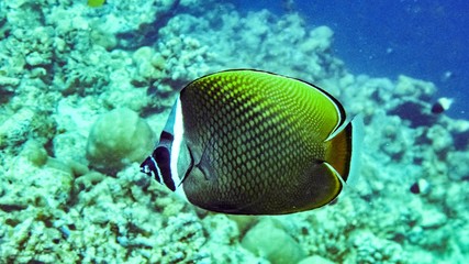 Fototapeta na wymiar Redtail butterflyfish (Chaetodon collare) in the Maldives.