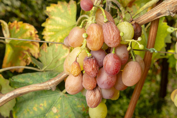 Rot of grapes close-up. Protection of the vineyard garden from diseases