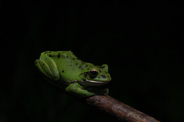 モリアオガエル