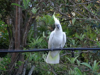 Cockatoo looking at you