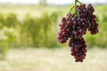 Grape on tree.