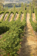 Naklejka premium A grapevine in Nappa Valley on a sunny day