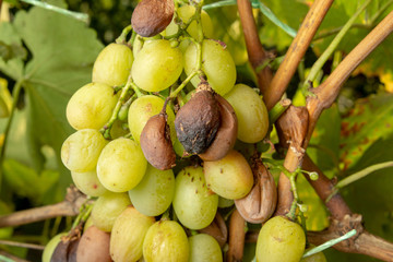 Grape disease close-up damage to rot and parasites. The concept of protecting the industrial plant of grapes