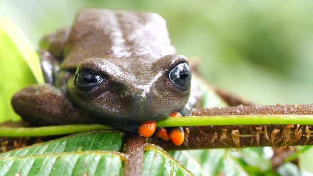 Linda's Treefrog (Hyloscirtus lindae) jumps off a tree fern leaf in slow motion. A rare frog from montane rainforest in the Ecuadorian Amazon.
