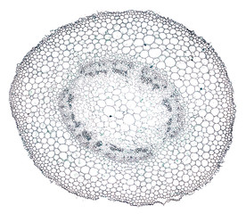 cotton root - cross section cut under the microscope – microscopic view of plant cells for...