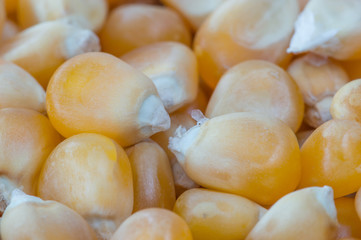 Macro close-up for unpopped corn kernel.