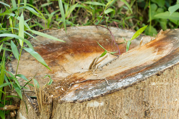 Stump from felled tree among green grass instead of stool.
