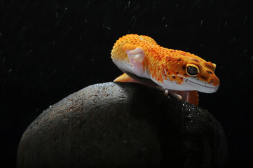 leopard lizard gecko