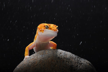 leopard lizard gecko