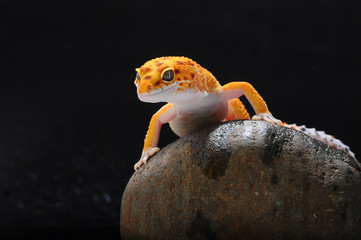 leopard lizard gecko
