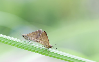 Two small branded swifts (pelopidas mathias) mating on grass
