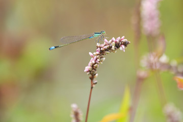Damselfly perches on a flower of oriental lady's thumb.