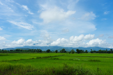 Blue sky and cloud with meadow tree. Plain landscape background for summer poster of thailand.