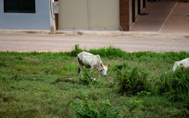 Grazing Bull in Bueng Kan