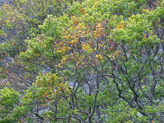 Achensee in Tirol, Bezirk Schwaz, Wanderweg zwischen Pertisau und Achenkirch &uuml;ber die Gaisalm