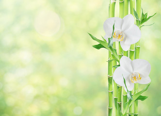 Lucky Bamboo and two orchid flowers on white background
