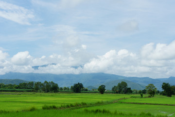 Obraz premium Blue sky and cloud with meadow tree. Plain landscape background for summer poster of thailand.