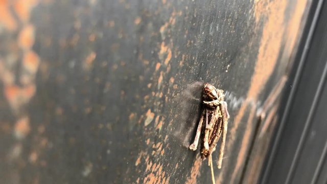 動くミノムシ(横から撮影)