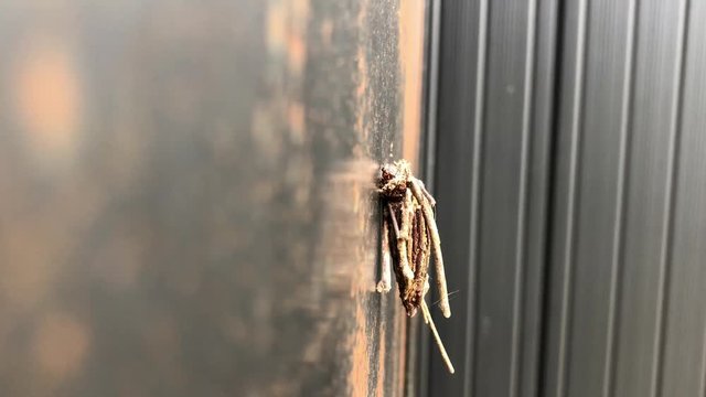 動くミノムシ(横から撮影)