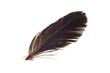 bird feather isolated on white background