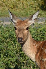 Wild Ezo Deer