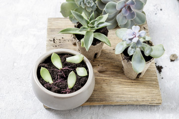 Gardener planting succulents