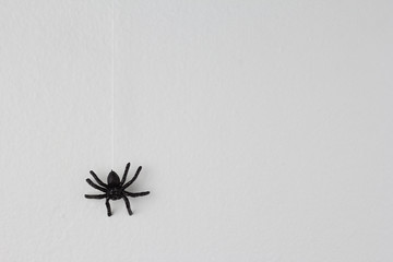 Halloween background concept. Black spider hanging on web on white background