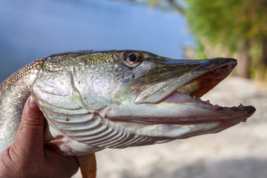 A river pike with wide open mouth free.