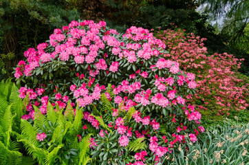 beautiful flowers in garden, Germany.