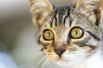 A small striped kitten with green eyes