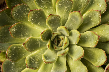 A succulent plant with water droplets on its surface