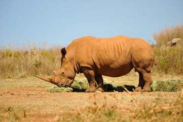 Fototapeta premium Wild rhino in Africa