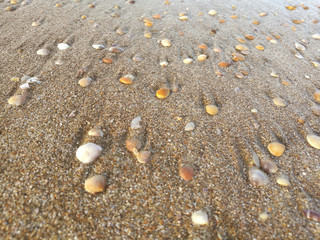 Blurred seaside beach with yellow sand and white corals and shells background