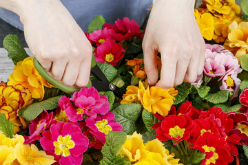 Gardener working with primula flowers.
