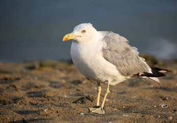 cold seagull on the beach