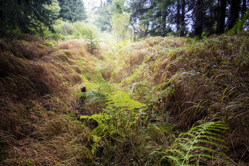 Still life in a forest with a fern in a morning sunlight