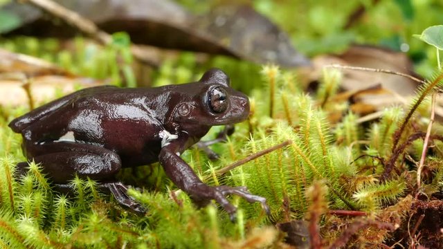Stauffer's Treefrog (Hyloscirtus staufferorum) jumps off mossy ground in slow motion. An endangered frog species from montane rainforest in the Ecuadorian Amazon.