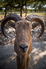 Obraz premium The portrait of an adult specimen of the Mountain Goat (Bovidae) stands on the road in the shade of green trees. The concept of nature and wildlife